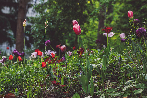 Flowers in the garden