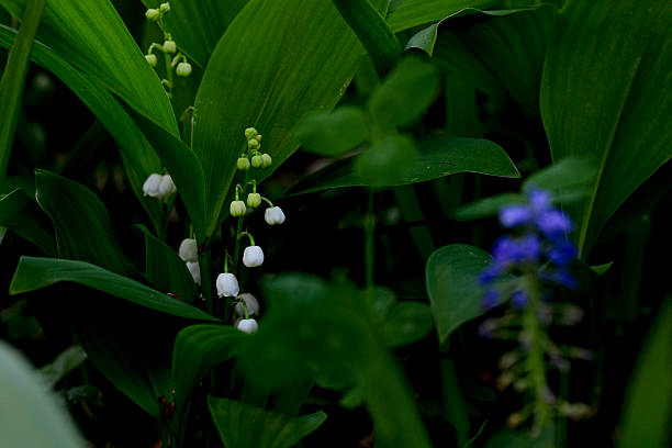 Flowers in the garden