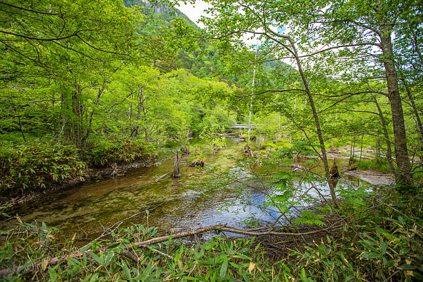 Fresh greenery in Kamikochi, Nagano Prefecture