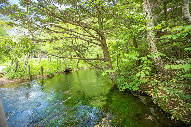 istock Fresh greenery in Kamikochi, Nagano Prefecture 2211462105