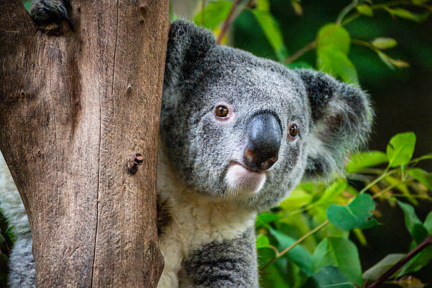 istock cute Koala on the tree staring far away 2211462110