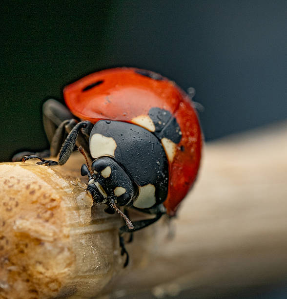 istock The image shows a ladybug with red wings and black spots. 2211463759