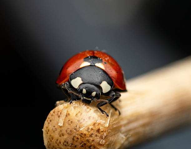 istock The image shows a ladybug with red wings and black spots. 2211463763