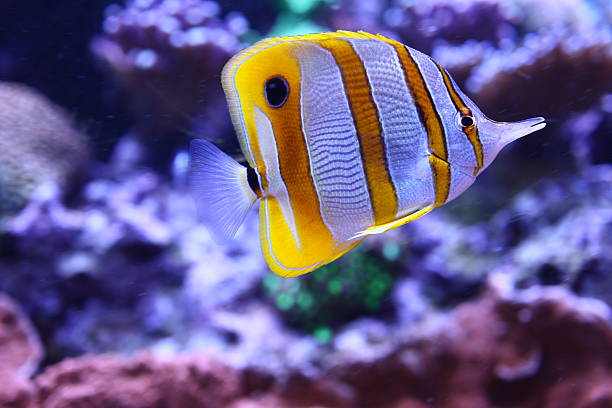 istock beautiful colorful fish over the coral reef 2211465773