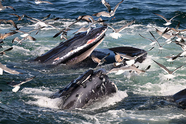Closer view of humpback whale open-mouth bubble-ring feeding