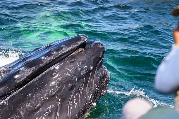 istock Filtering humpback off port bow 2211466221