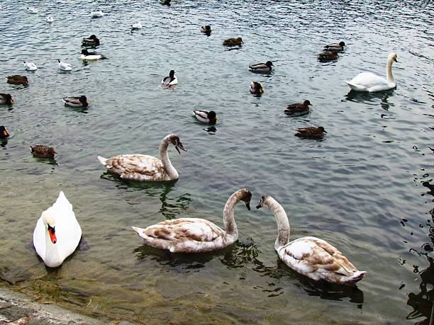 A black and white portrait of water birds on a lake