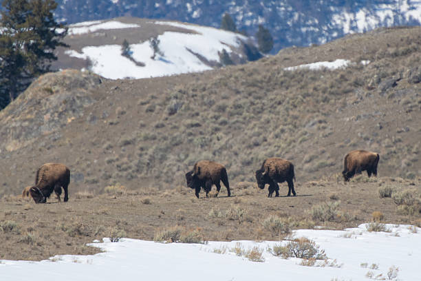 istock Bison or buffalo marching east through mountains to get to springtime grazing land 2211469984