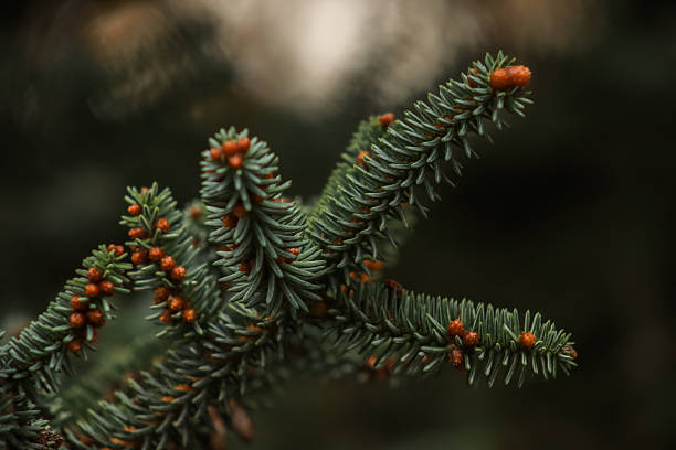 istock Close-up of Pine Branch 2211470912