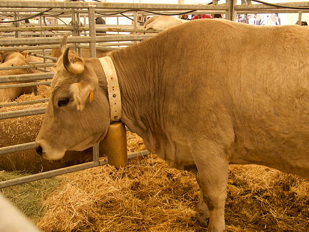 Cow with collar and cowbell in side view.
