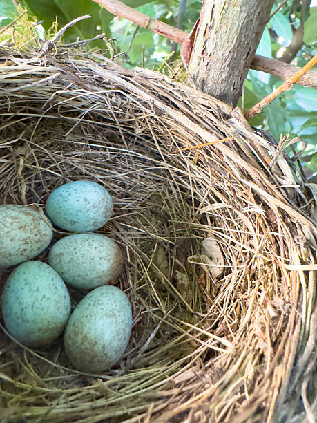 istock A blackbird's nest in a hedge in spring vertical 2211471191