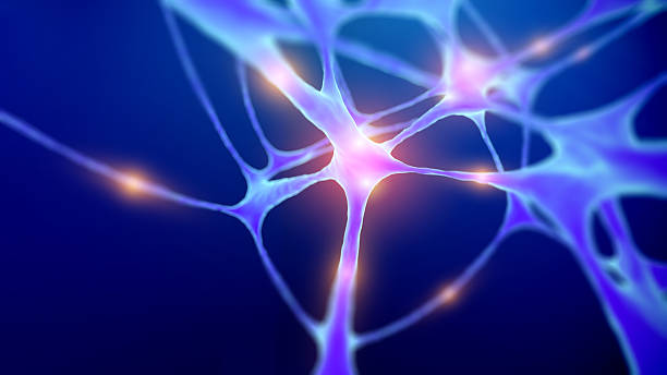 istock Human Neuron structure and Anatomy science background. Exploring Neurons brain and Synapse. Artificial neurons Scientific background 2211471197