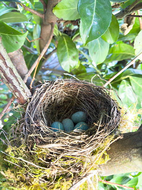 A blackbird's nest in a hedge in spring vertical
