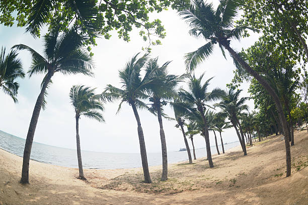 Kratinglai beach, a beautiful beach for relaxation. Beach destination with a white sandy beach. The beach area is shady from coconut trees. The sandy beach itself is clean and suitable for swimming. Located at Chon Buri Province in Thailand.