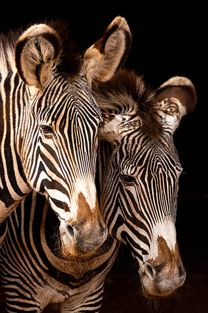 istock Zebras posing in harmony on the savannah 2211472530
