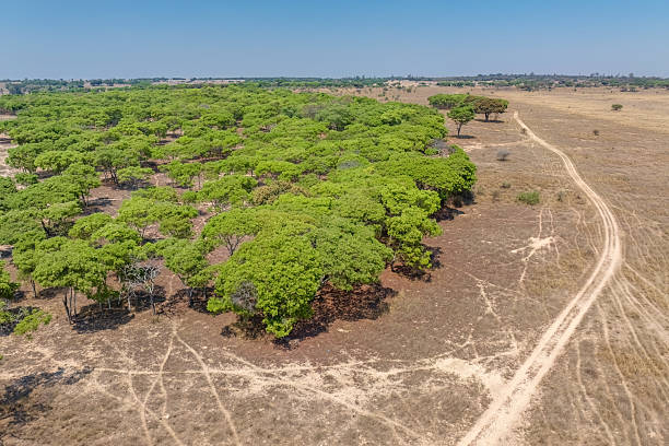 istock Green Forest Edge in the Dry Savannah 2211472623