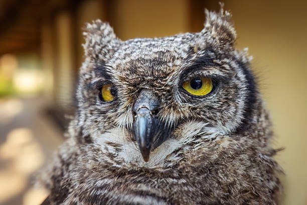 Close-up Portrait of a Spotted Eagle Owl