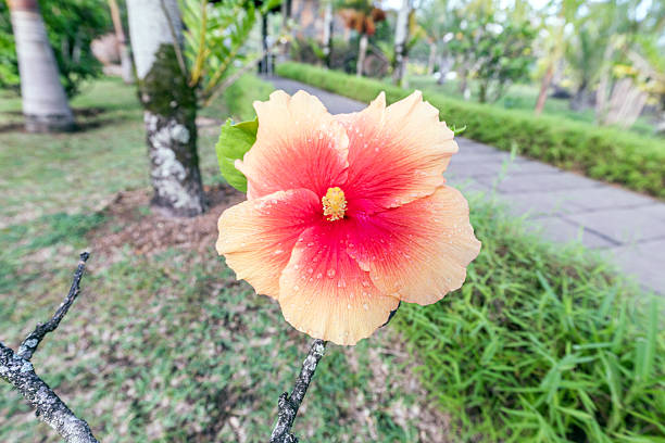 A Fresh Wet Orange Hibiscus