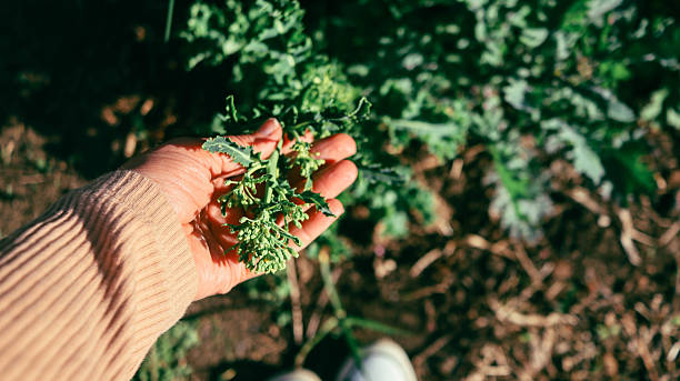 istock cabbage leaf kale close-up in the garden in spring 2211473127