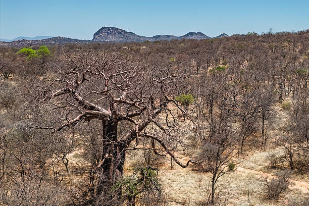 istock Solitary Baobab Amidst Dry Thornveld 2211473588