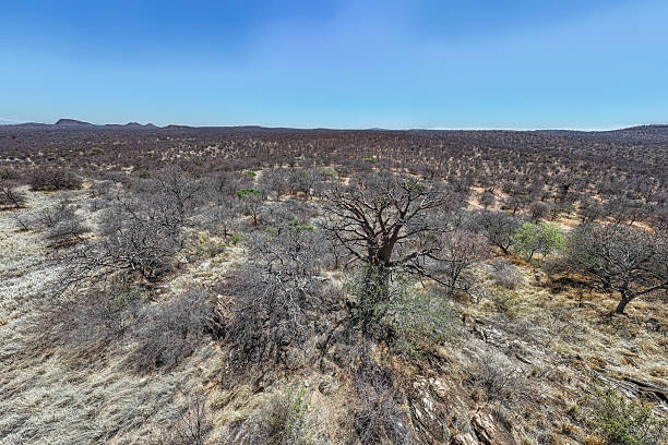 istock Solitary Baobab in a Dry Grassland 2211473845