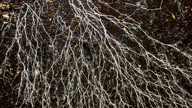 Champignon Mushroom Mycelium And Microorganisms Life in the Ground While Watering. Life Underground