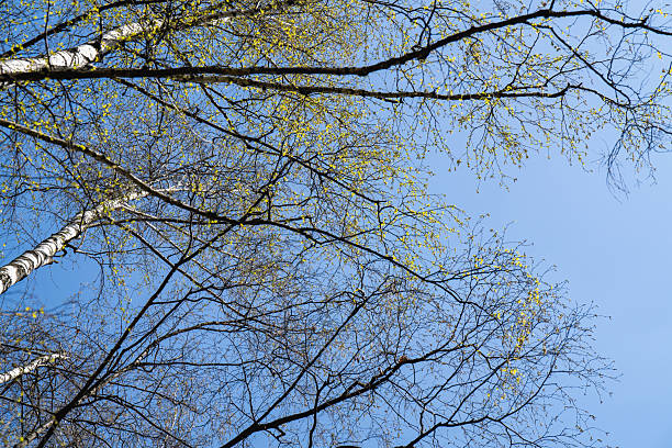 Spring birch trees against a bright blue sky, captured from a low angle showcasing their fresh leaves and towering beauty