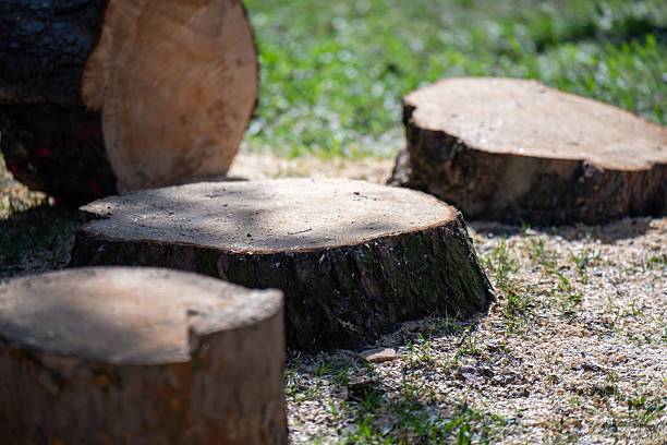 istock tree cut nearly to its base on a sunlit clearing, showcasing forestry work or natural landscape change 2211477815
