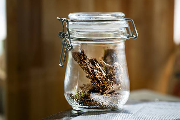 Compressed tea bricks in a glass jar with bail lock, showcasing traditional tea storage with modern presentation.