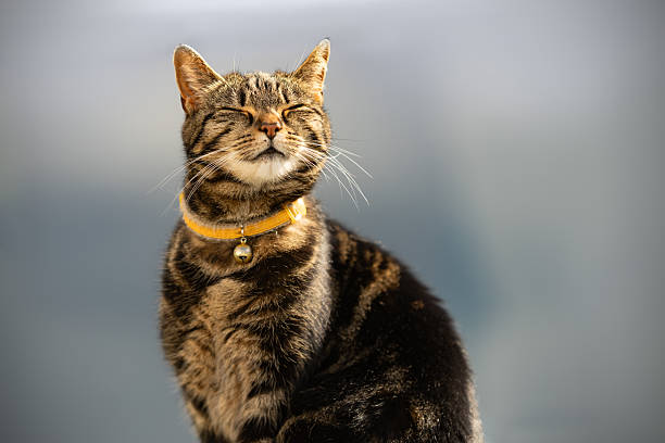 Cute young tabby cat sitting sniffing the air outside