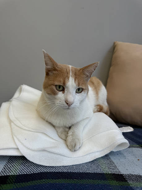 istock A white and orange cat lies on folded white fabric placed on a plaid blanket, next to a beige pillow, against a plain wall background. 2211480185