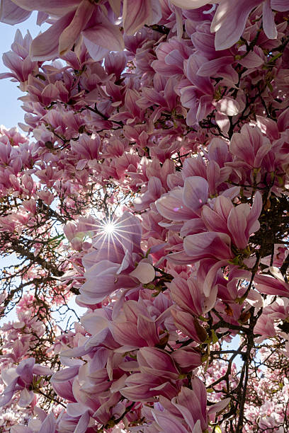 istock Magnolia blossom in spring in close up. 2211480613