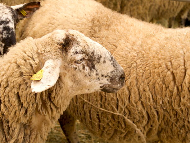 istock Sheep's head in a stable at a cattle fair. 2211480842