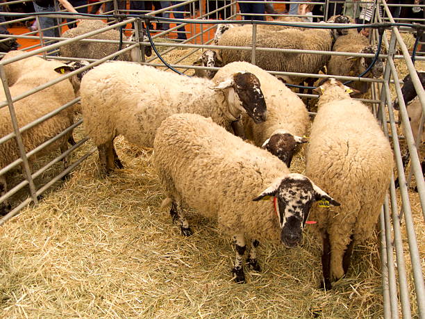 goats in a pen with a red fence