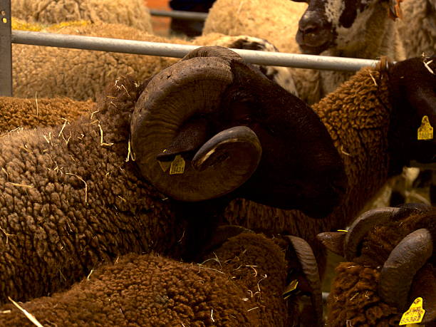 Ram with large twisted horns at a rural cattle fair.