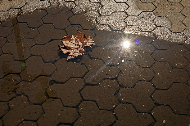dried maple leaf in a sunlit puddle. Past Life