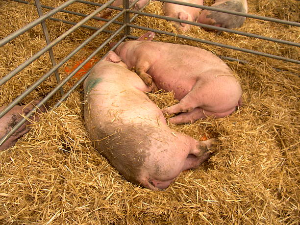pigs lying in a corral at a livestock exhibition.