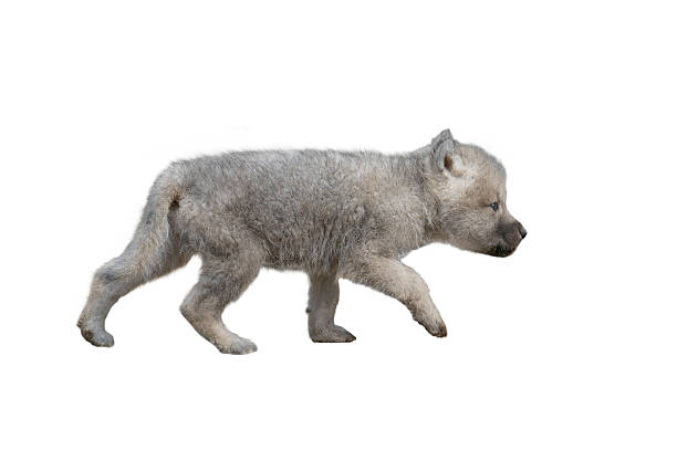 istock Walking gray little wolf cub isolated on white background 2211482852