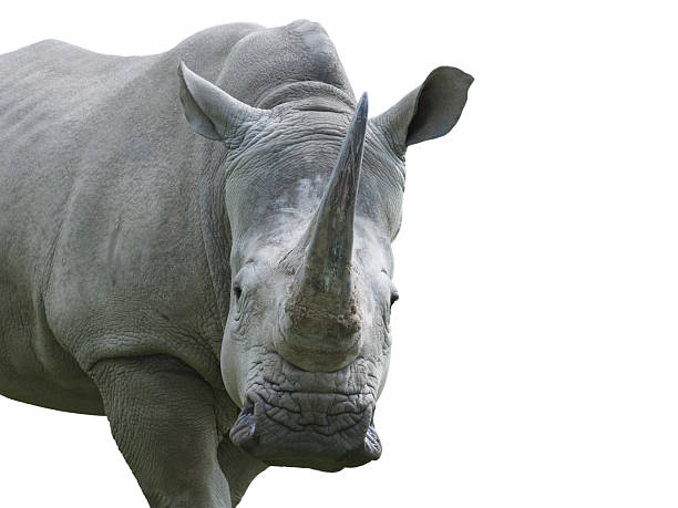 istock white rhino isolated on white background 2211482859