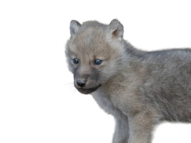 Portrait of a gray wolf in the forest. It seems that looking at the camera, but it is completely relaxed, unaware of human presence.