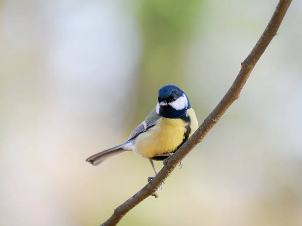 istock tit sitting on a tree branch against a blurred background 2211483082