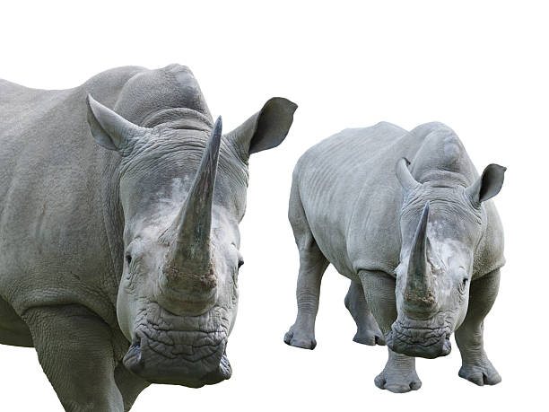 white rhino isolated on white background