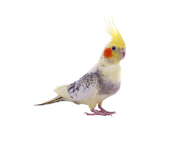 istock cockatiel  parrot isolated on a white background 2211483153