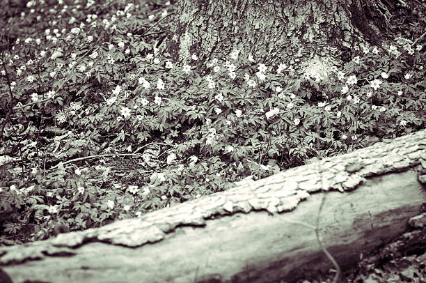 Wood anemones growing in the forest in spring