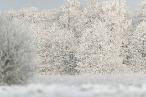 istock Beautiful winter day with trees covered with hoarfrost 2211484687