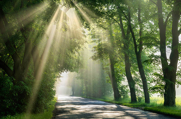 Beautiful sunrays in avenue of green trees