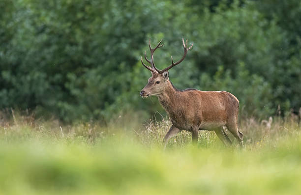 istock European deer male buck ( Cervus elaphus ) during rut 2211485561
