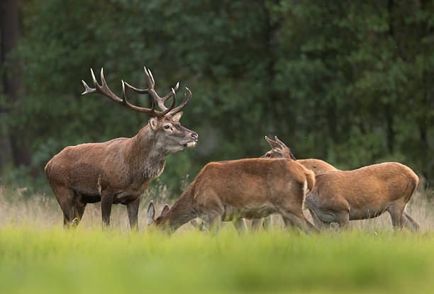 istock European deer male buck ( Cervus elaphus ) during rut 2211485589