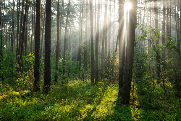 istock Beautiful sunny morning in green forest 2211485650