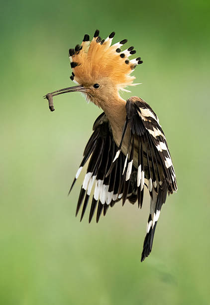 istock Eurasian hoopoe bird in flight close up ( Upupa epops ) 2211485714